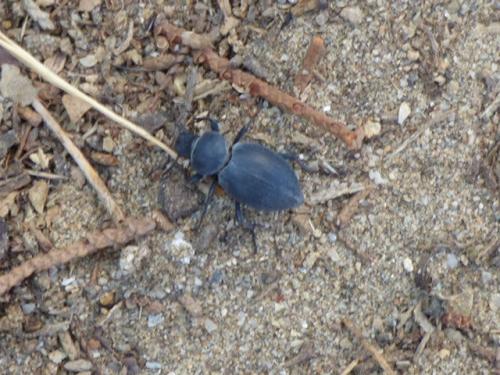 Tentyria sp.